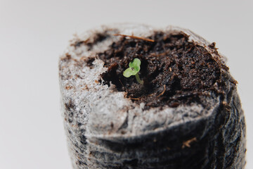 Macro shot of a tiny green seedling emerging from a soil pellet. The delicate sprout symbolizes new life, growth, and the beginning of a plant's journey.