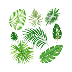 Collection of various green palm fronds and leaves in different shapes and sizes isolated on transparent background