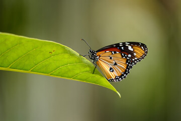 Obraz premium butterfly on green leaf