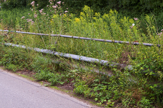 Wild plants growing by the roadside guard rail