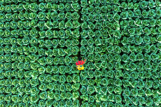 Bogura, Bangladesh - 14 November 2021: Aerial view of a person amidst a sea of vibrant green cabbages, a splash of color in a lush, textured field, creating a striking contrast.