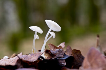 mushrooms in the forest Mycena cfr flavoalbagrown on pine tree bark. Sassari, Sardinia, Italy, 