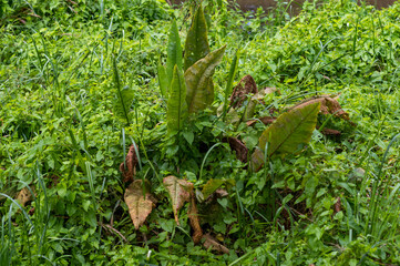 Broadleaf dock growing wild by the riverbank