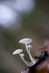 mushrooms in the forest Mycena cfr flavoalbagrown on pine tree bark. Sassari, Sardinia, Italy, 