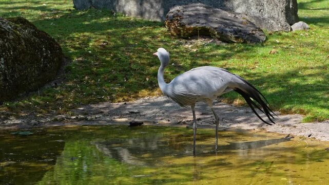 The Blue Crane, Grus paradisea, is an endangered bird specie endemic to Southern Africa. It is the national bird of South Africa