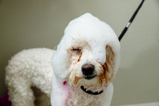 Cute white dog with pink-dyed fur standing with eyes closed, covered in thick shampoo foam during a bath at a grooming salon.