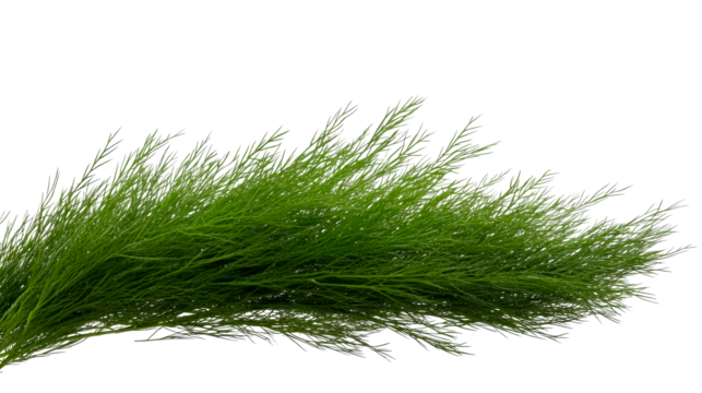 Lush green plant foliage with water dew drops, cut out transparent