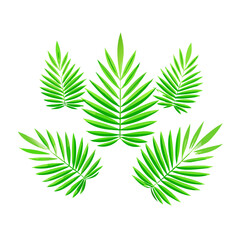 Assorted green palm leaves arranged on a white background