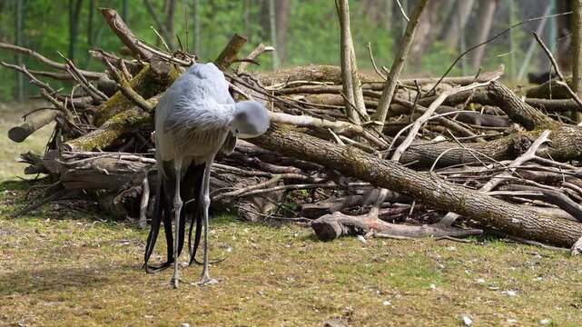 The Blue Crane, Grus paradisea, is an endangered bird specie endemic to Southern Africa. It is the national bird of South Africa
