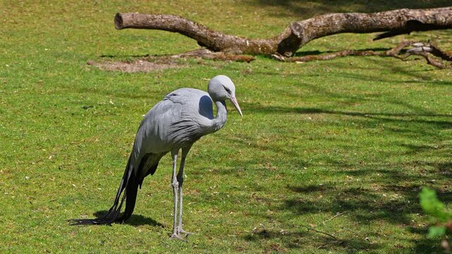 The Blue Crane, Grus paradisea, is an endangered bird specie endemic to Southern Africa. It is the national bird of South Africa