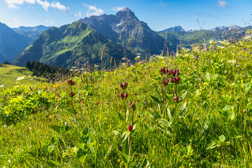 Red purple gentians in nature in the Kleiner Walsertal, on mountain meadows in steep terrain among many other flowers and grasses the rare gentians bloom in strong princely purple