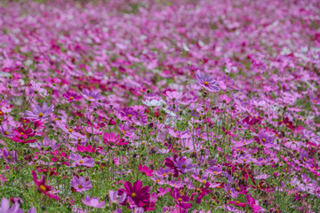 colorful pink and white cosmos flower garden field in sunshine