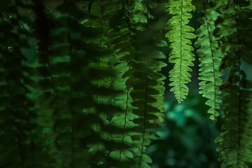 many fronds, fern's leaves in the dark scene with sunshine backlight and its flares