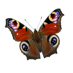 Vibrant peacock butterfly with eye spots