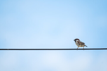 a sparrow birds stay on a electronic wire in blue sky