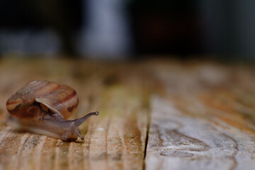 small snail walking slowly on alight gray wood