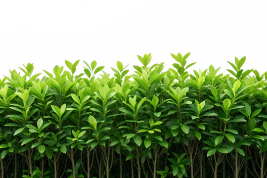 A vibrant green hedge with lush leaves forming a natural border, isolated on a clean white background with copy space for text.