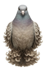 Fototapeta premium Frillback pigeon showcasing frilled feathers and soft color variations