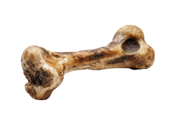 Close-up of a single, pale brownish-tan bone, shaped like a dog bone