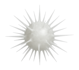 Radiolarian with spiny silica projections and spherical central body
