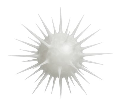 Radiolarian with spiny silica projections and spherical central body