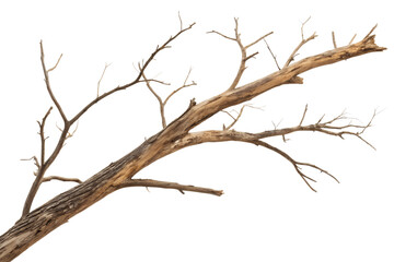 A detailed studio photograph of a large, gnarled dead tree branch, showcasing its weathered texture and bare twigs, isolated on a pure white background.
