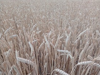 Fototapeta premium Field of fully grown wheat ready for harvest during late summer season, stretching across the landscape in golden tones