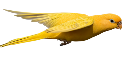 Bright yellow bird in flight against transparent background