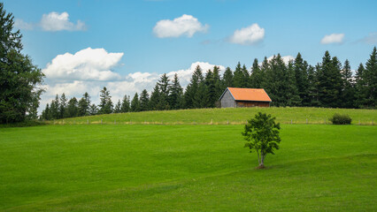single barn on green meadow, bushes in the high moor from Sulzberg. in the background damp meadows with white flowering cotton grass and edge of  forest. Silent scenery in Bregenz forest by the way