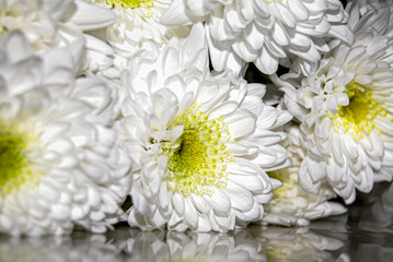 A bouquet of white chrysanthemums. 
White chrysanthemums (Chrysanthemum morifolium) feature dense,...