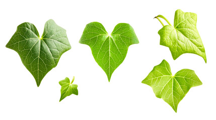Different varieties of green ivy leaves with transparent background