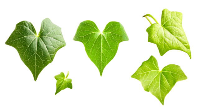 Different varieties of green ivy leaves with transparent background