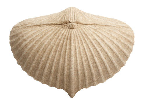 Articulated brachiopod shell with symmetrical ridges and pointed beak