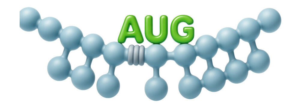 Start codon AUG on mRNA template strand highlighted in context of translation initiation