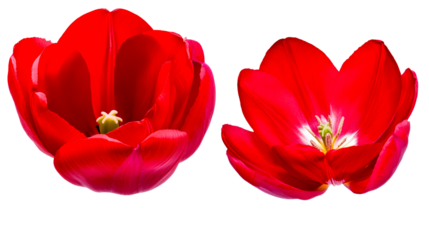 Bright red tulips in full bloom against a transparent background