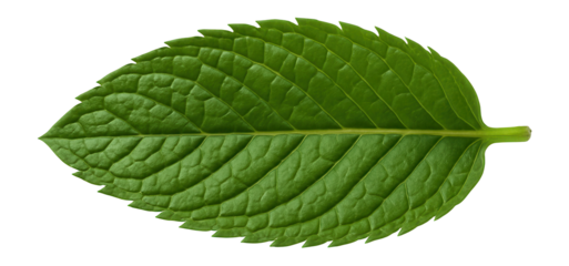 Fresh mint leaf with serrated edges and vibrant green color