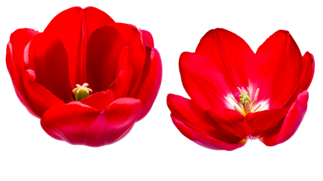 Bright red tulips in full bloom against a transparent background
