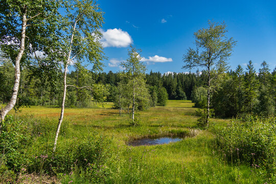 blue lake between birch trees, Pond in a raised bog on the border between Austria and Germany, wet meadow with biodiversity, forest clearing with a small lake and isolated trees, sunny day, blue sky