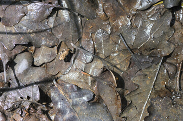 Young Common toad walking on wet oak dead leaves in a forest path. This Common toad is 6 mm long. Bufo bufo, Quercus sp, Touraine, Indre et Loire 37, région Centre Val de Loire, France, European Union