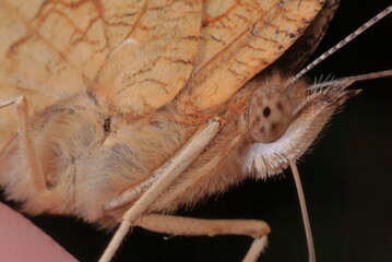 【キタテハ　手乗り】