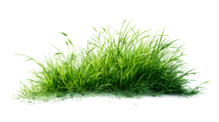 Lush green grass with vibrant blades on transparent background