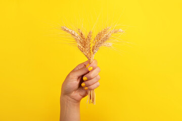  Woman’s hand with yellow nail polish holding a bunch of wheat ears on a vibrant yellow...