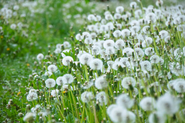 Field of Fluffy Dandelion Seed Heads