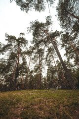 Nature resort photos of beautiful natural landscape - forest - woods, sand.