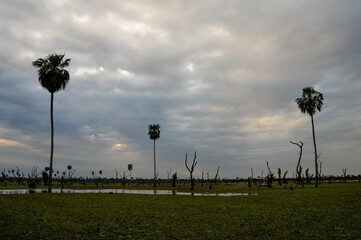 Palms landscape in La Estrella Marsh, Formosa province, Argentina.