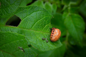 Colorado Potato Beetle (Leptinotarsa decemlineata).Close-up Colorado potato beetle and larvae on the green leaves of potatoes, is a major pest of potato crops
