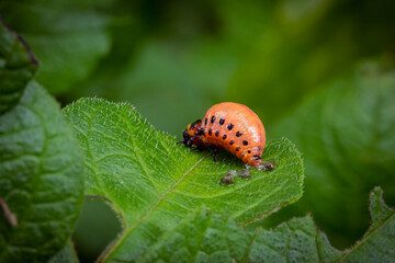 Colorado Potato Beetle (Leptinotarsa decemlineata).Close-up Colorado potato beetle and larvae on the green leaves of potatoes, is a major pest of potato crops