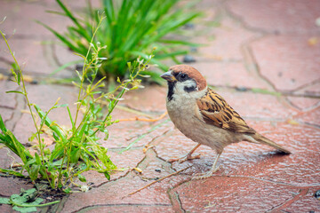 Eurasian tree sparrow (Passer montanus). The chestnut colored bird is one of the most common birds in Europe