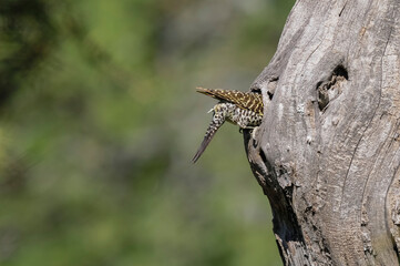Green barred Woodpecker entering the nest,  La Pampa province, Patagonia, Argentina.