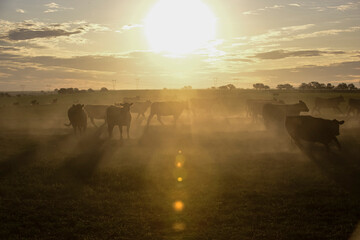 Cattle herd grazing in the field at sunset, in the Pampas plain, Patagonia, Argentina